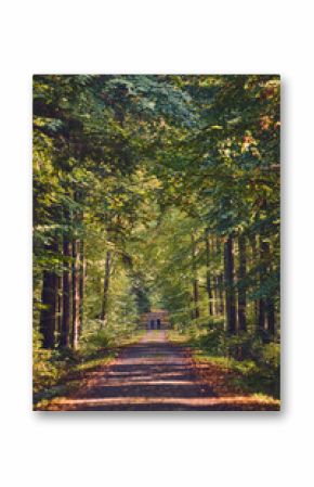 long path in forest in northern Germany. High quality photo