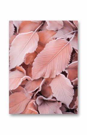 Frost covered closeup autumn leaves beautiful background. Cold weather frozen winter seasonal scene.