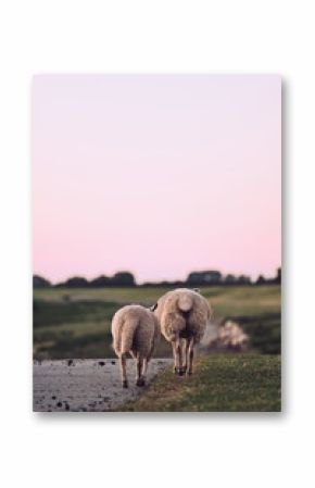 Sheep walking over dike in northern Germany in the evening. High quality photo