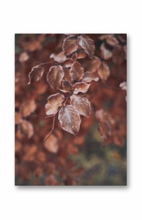 Brown leaves covered in frost. High quality photo