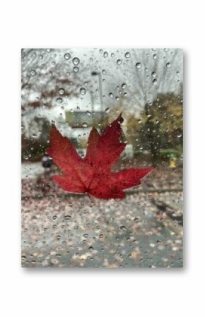 maple leaves in the rain