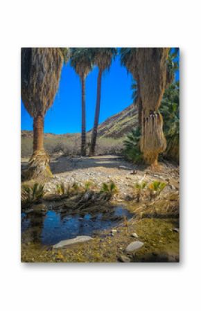Palmiers dans le paysage rocheux des Indian Canyons près de Palm Springs en Californie dans la vallée de Coachella
