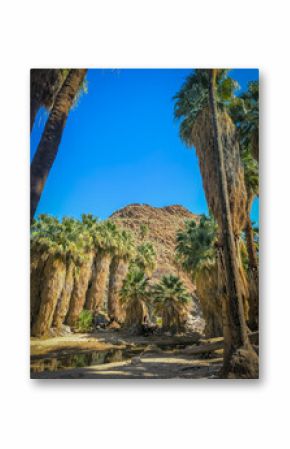 Palmiers dans le paysage rocheux des Indian Canyons près de Palm Springs en Californie dans la vallée de Coachella
