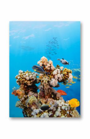 Underwater Tropical Corals Reef with colorful sea fish. Marine life sea world. Tropical colourful underwater seascape.