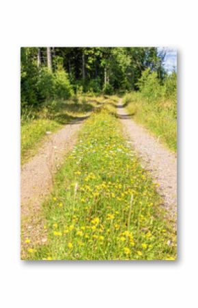 Dirt road with blooming wildflowers on the grass shoulder