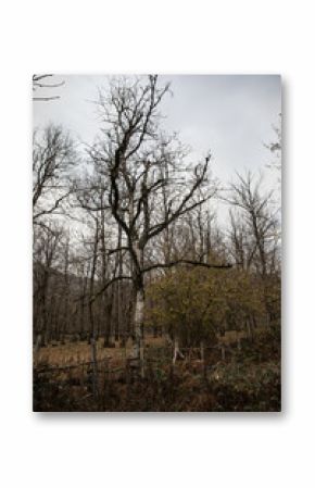 Landscape with beautiful fog in forest on hill or Trail through a mysterious winter forest with autumn leaves on the ground. Road through a winter forest. Magical atmosphere. Azerbaijan nature