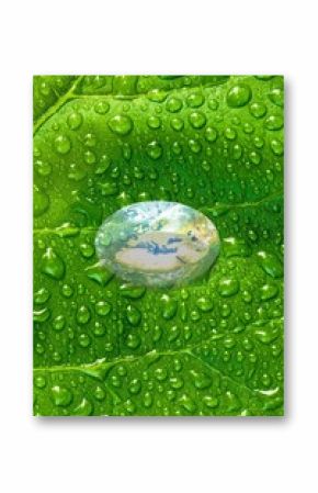 Water drop on fresh green plant leaf