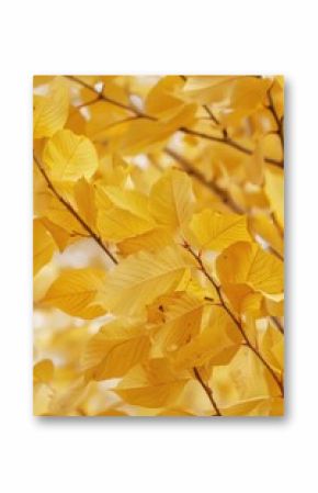 A close-up shot of a tree branch with bright yellow leaves