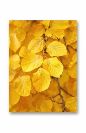 A cluster of bright yellow leaves captured in a tight shot, ideal for highlighting details and textures