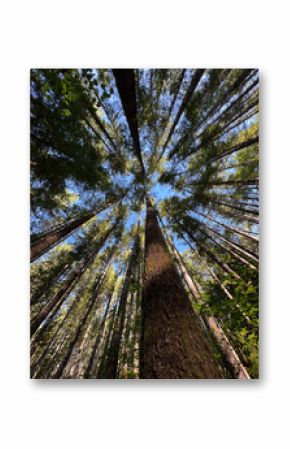 trees in the forest