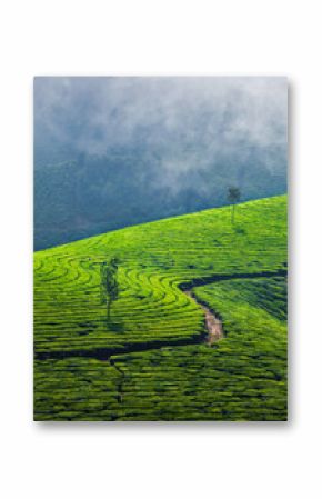 Green tea plantations in Munnar, Kerala, India