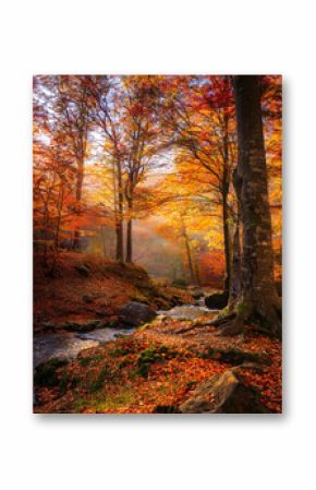 Forest with a Stream, Beautiful Landscape, Autumn Season