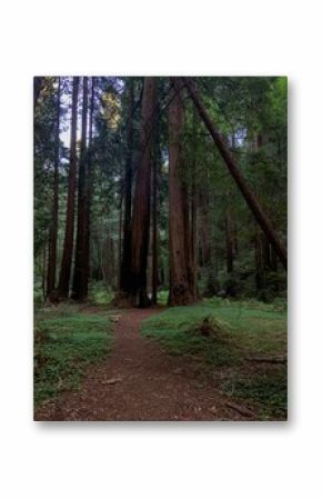 Redwood Forest