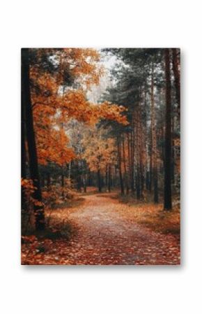 Forest path covered with fallen leaves leading through autumn trees