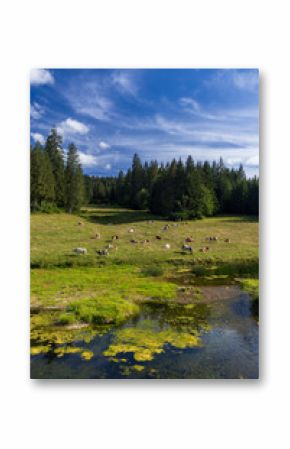 cows grazing on a meadow in the Jura region