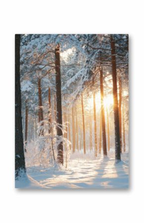 A snowy forest with trees and a sun shining through the trees. The sun is casting a warm glow on the snow and the trees