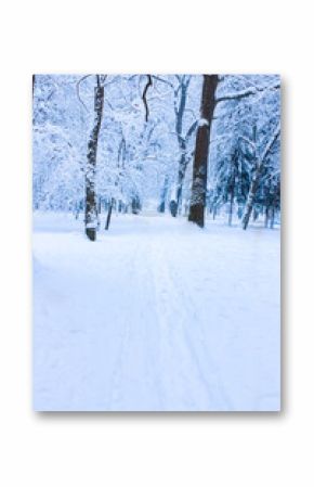 beautiful park forest winter outdoors