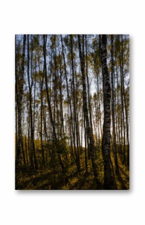 Birch grove with golden leaves in golden autumn, illuminated by the sun at sunset or dawn.