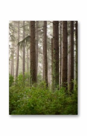 Fir forest standing tall on a foggy morning in the Pacific Northwest. Atmospheric look and feel in this dense Douglas fir forest as the fog drifts in to envelope the countryside.