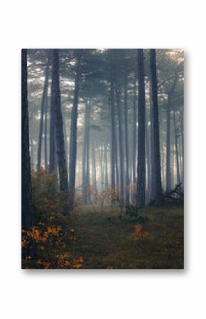 misty autumn forest in the morning 