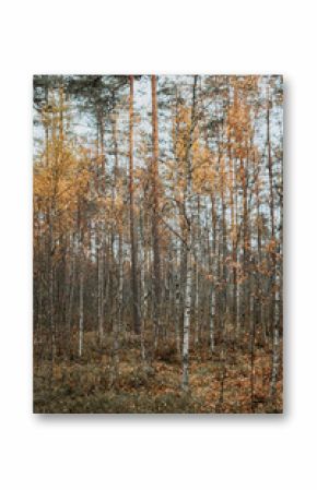 Thin young birch trees growing in the forest at autumn