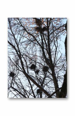 Leafless Trees with Bird Nests Against Clear Sky - Nature and Winter Season Wildlife Scenery