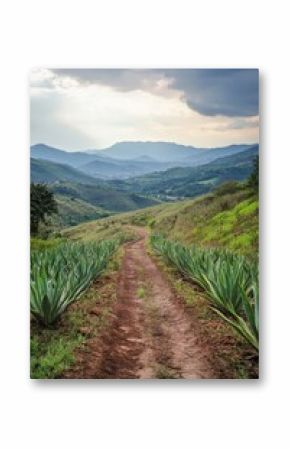 Serene landscape featuring a dirt path lined with agave plants leading towards distant mountains under a cloudy sky