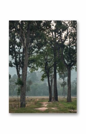 Close up of tree trunk in lush forest symbolizing world environment day sustainable living and conservation of natural resources for future generations
