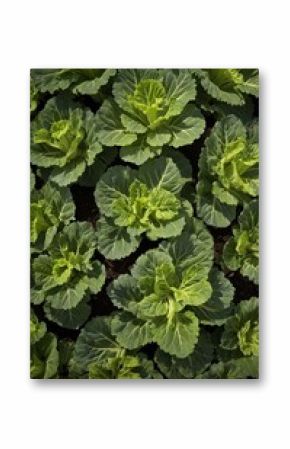 Fresh green cabbage growing in a sunny field during springtime cultivation