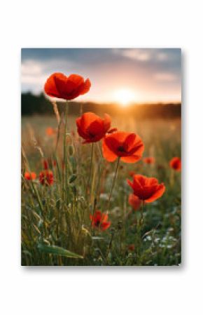wild blooming red poppy field in summer sunset