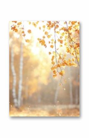 Golden Birch Trees in Foggy Autumn Forest