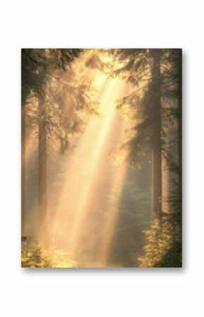 Sunlit Path Through Misty Pine Forest