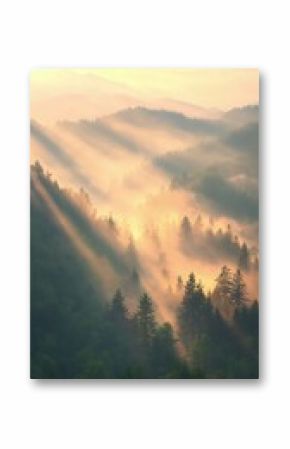 Sunlit Pine Trees in Misty Mountain Valley
