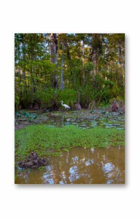 Swamps