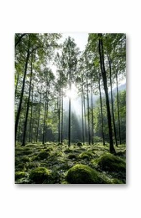 Sunlit Mossy Forest Floor