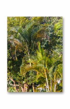 A lush green forest with palm trees and a few other trees