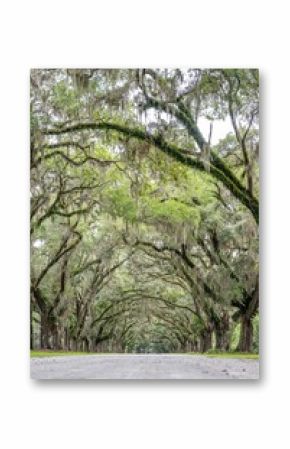 wormsloe historic site, savannah, georgia