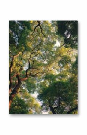 Lush canopy of trees viewed from below