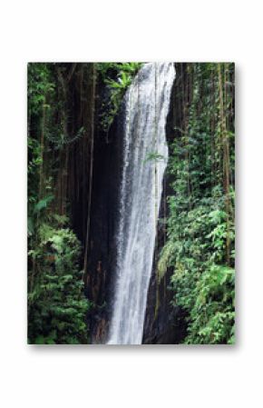 Beautiful waterfall and green plants in tropical forest