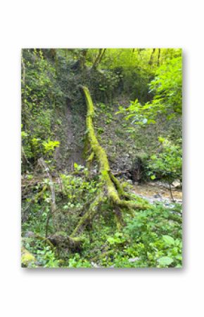A moss covered tree trunk is on a hillside