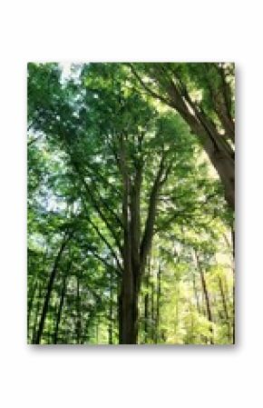 Scenic forest panorama featuring tall trees and sunlight streaming through the foliage