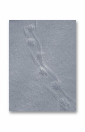 footprints of a muskrat on snow