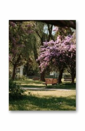 Blooming Lilac Trees Provide a Serene Park Setting With a Bench for Relaxation During Sunny Days.