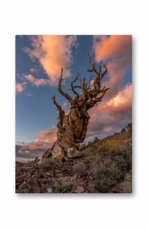 A Dead Bristlecone Pine Tree at Sunset Clouds.
