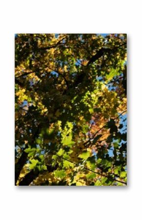 Yellowish orange autumn leaves on branch of tree