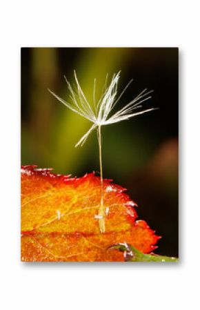 A small white flower is growing out of a leaf
