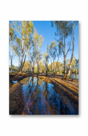 Western Australia bush and riverside trees reflected in river with sun breaking through illuminating in bright yellow pandanus leaves hanging over water