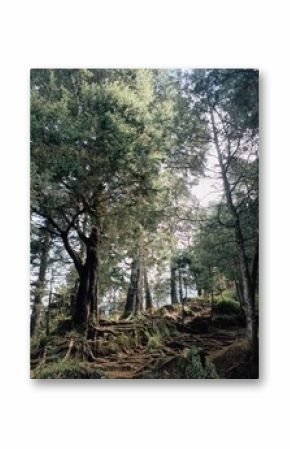 Temukan keajaiban hutan alami yang belum terjamah—akar-akar pohon yang mencuat liar, membentuk jalan setapak magis menuju ketenangan. Diselimuti kabut tipis dan hijaunya pepohonan tinggi. 