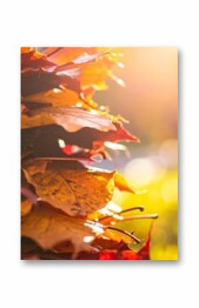 Pile of Colorful Autumn Leaves with Vibrant Colors in Natural Sunlight