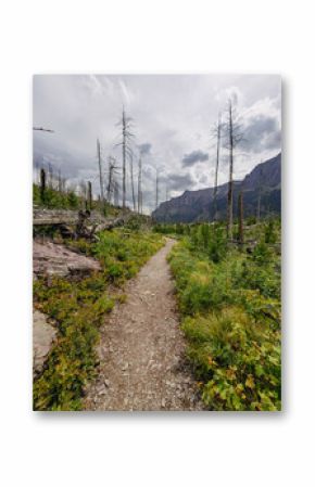 Hiking Trail Through Post-Wildfire Landscape in the Canadian Rockies